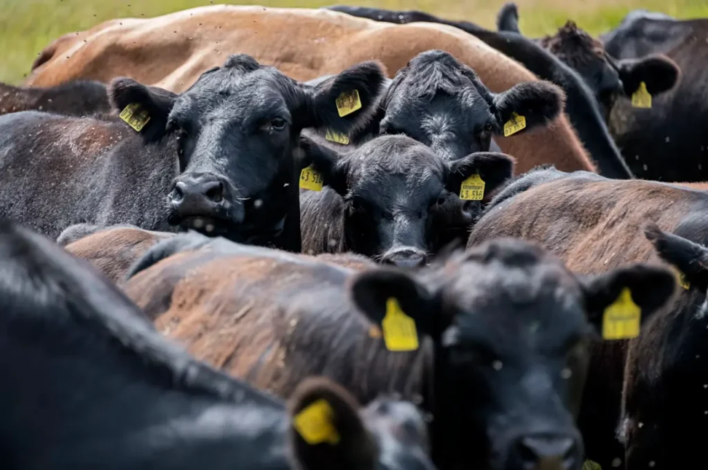 Beef cattle grazing - mineral licks and supplements