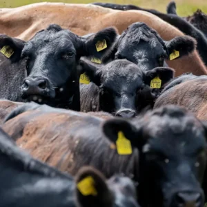 Beef cattle