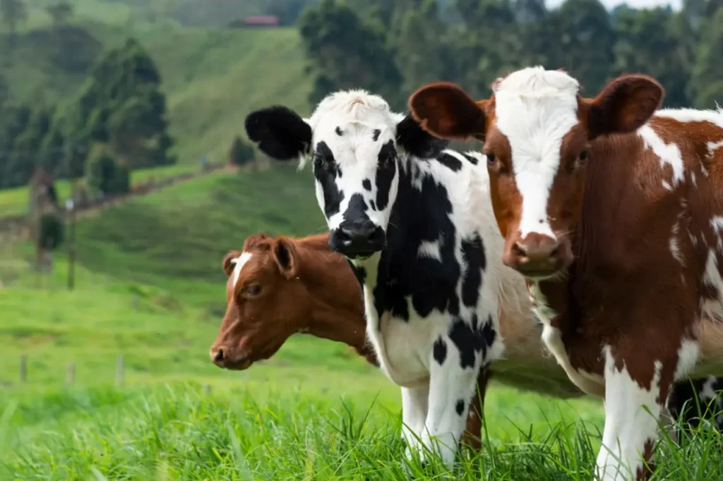 Dairy cattle grazing - dairy cattle mineral blocks and licks