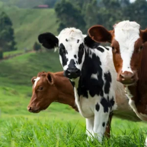 Dairy Cattle