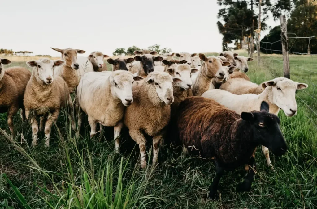 sheep grazing - sheep and goat mineral blocks and licks