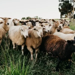 Sheep & Goats
